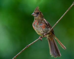 Juvenile Cardinal
