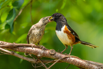 Towhee feeding young