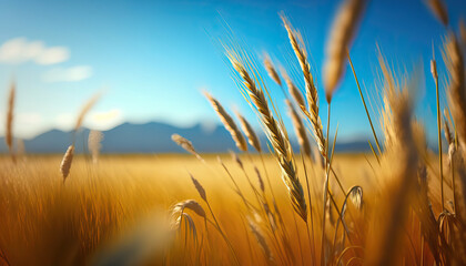 wheat field in the morning,wheat field in the wind,landscape of a golden wheat field with swaying stalks,golden wheat field