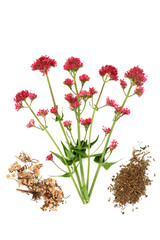Red valerian adaptogen herb plant with dried root used in herbal medicine to treat insomnia, anxiety, headaches, digestive, menopause problems. On white. Valeriana officinalis.