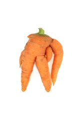 Twisted and deformed ugly carrot vegetable on white background. Caused by over watering, too rich...
