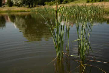 Landscape, view of the lake and the shore, green trees and water surface