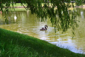 white and black swans swim in the lake