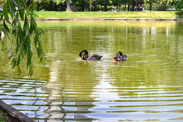 two black swans swim in the lake