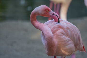 Closeup of a beautiful flamingo. Close up of flamingo. Adorable Pink Flamingo Wildlife Animal