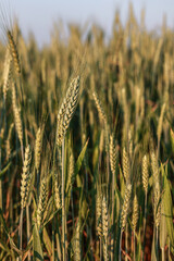 Żyto, dojrzewające na polu zboże, rolnictwo. Rye, cereal, agriculture. © Anita