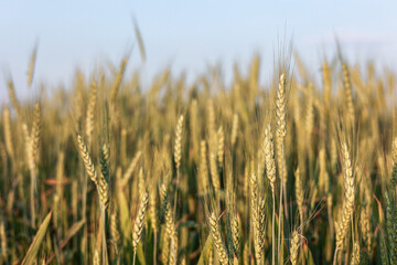 Żyto, dojrzewające na polu zboże, rolnictwo. Rye, cereal, agriculture. - obrazy, fototapety, plakaty