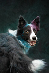 Fototapeta premium dog in holly colors