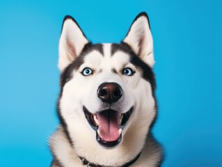 Husky on a blue background, Siberian Husky