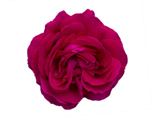 Single Dark magenta rose is on black background. Detail for creating a collage - 613936040