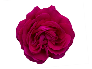 Single Dark magenta rose is on black background. Detail for creating a collage