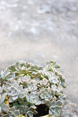 Ghost plant succulent in a garden. Selective focus.