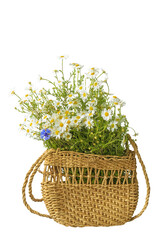 A bouquet of field daisies in a wicker vintage bag.  Isolate. . Available PNG