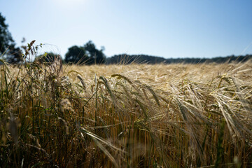 Weizenfeld