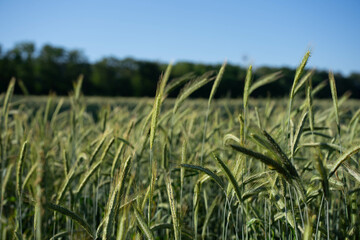 Weizenfeld
