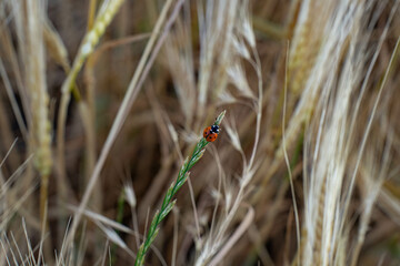 Maikäfer im Feld