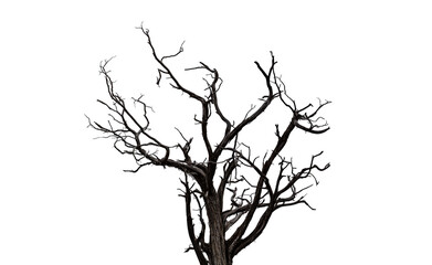 Drought tree silhouette isolated on transparent, dead tree trunk and branches, arid climate - Powered by Adobe