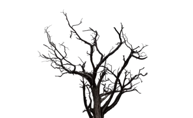 Poster Drought tree silhouette isolated on transparent, dead tree trunk and branches, arid climate © Rawf8