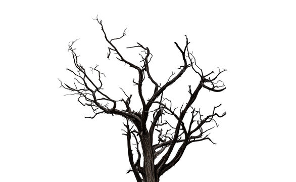 Drought tree silhouette isolated on transparent, dead tree trunk and branches, arid climate