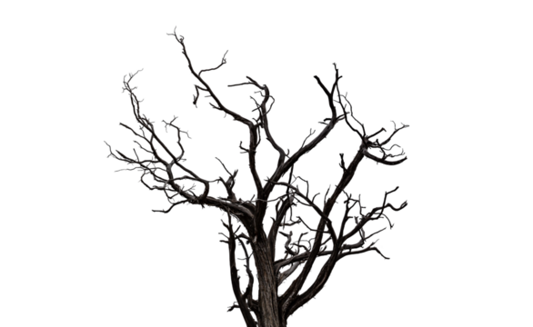 Drought tree silhouette isolated on transparent, dead tree trunk and branches, arid climate