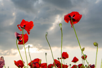 Obraz premium Field of red common poppy flowers in Szeged