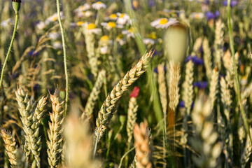 Pszenica, dojrzewające na polu zboże, rolnictwo. Wheat, cereal, agriculture. - obrazy, fototapety, plakaty