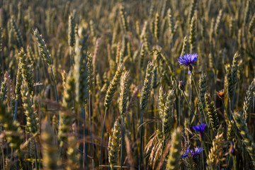 Pszenica, dojrzewające na polu zboże, rolnictwo. Wheat, cereal, agriculture. © Anita