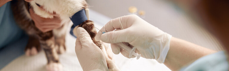 Veterinarian performs injection to cat with tourniquet on paw with nurse assistant in clinic