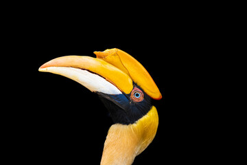 Blue eyed Great Indian Hornbill looking up.