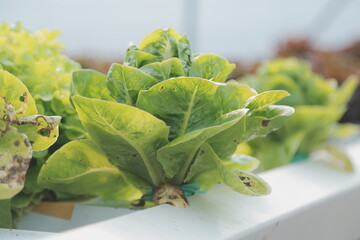 Woman gardener inspects quality of green oak lettuce in greenhouse gardening. Female Asian...