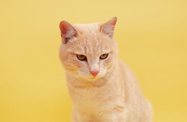Portrait of funny striped cat in background in the studio. Place to copy text. Highlighted on solid...