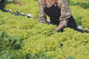 Woman gardener inspects quality of green oak lettuce in greenhouse gardening. Female Asian horticulture farmer cultivate healthy nutrition organic salad vegetables in hydroponic agribusiness farm.