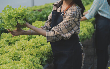 Woman gardener inspects quality of green oak lettuce in greenhouse gardening. Female Asian...