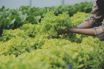 Woman gardener inspects quality of green oak lettuce in greenhouse gardening. Female Asian horticulture farmer cultivate healthy nutrition organic salad vegetables in hydroponic agribusiness farm.