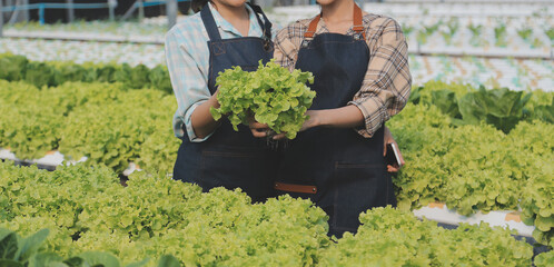 Woman gardener inspects quality of green oak lettuce in greenhouse gardening. Female Asian...