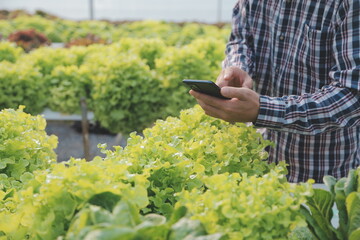 Woman gardener inspects quality of green oak lettuce in greenhouse gardening. Female Asian...