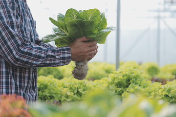 Woman gardener inspects quality of green oak lettuce in greenhouse gardening. Female Asian...