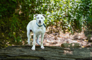 White Labrador Retriever Mix along the River Bank
