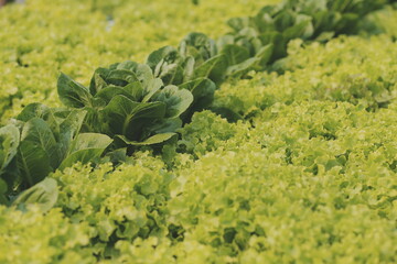 Woman gardener inspects quality of green oak lettuce in greenhouse gardening. Female Asian...