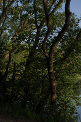 Obraz premium Landscape, view of the lake and the shore, green trees and water surface