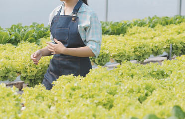 Woman gardener inspects quality of green oak lettuce in greenhouse gardening. Female Asian...