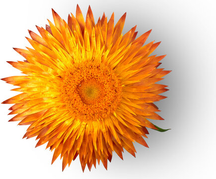 strawflower blossom isolated on transparent background