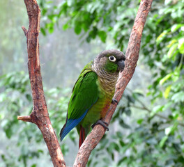 green parrot on branch