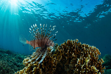 Naklejka na ściany i meble A Lionfish, Pterois volitans, hunts for small prey on a coral reef in Indonesia. Lionfish are common reef predators in the Indo-Pacific region.