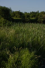 Obraz premium Landscape, view of the lake and the shore, green trees and water surface