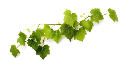green_vine_leaf_against_white_background