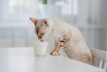 Light cat Bengal drinks milk from a glass that is standing on the table. The use of milk