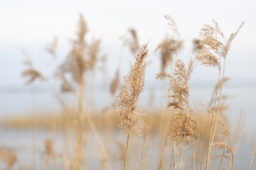 Fototapeta premium Landscape, view of the lake and the shore, green trees and water surface