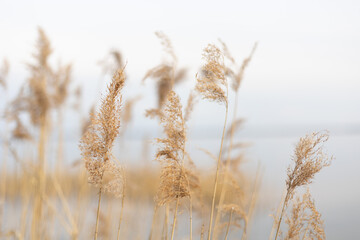 Landscape, view of the lake and the shore, green trees and water surface