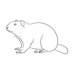 Hand-drawn Beaver. Sketch vector illustration.